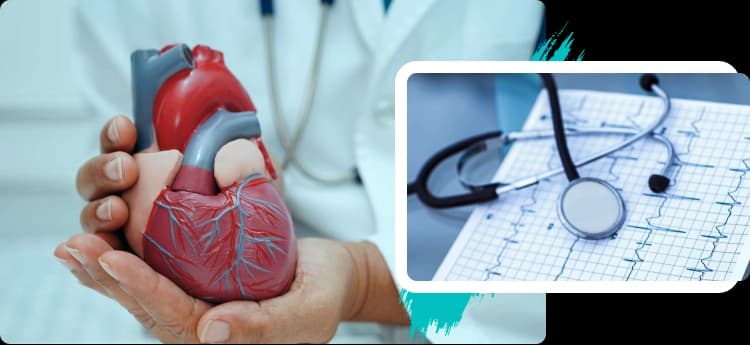 Cardiologist holding an anatomical heart model beside an ECG trace