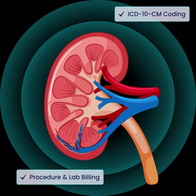 Illustrated kidney cross-section on a teal disc labelled ICD-10-CM Coding and Procedure & Lab Billing