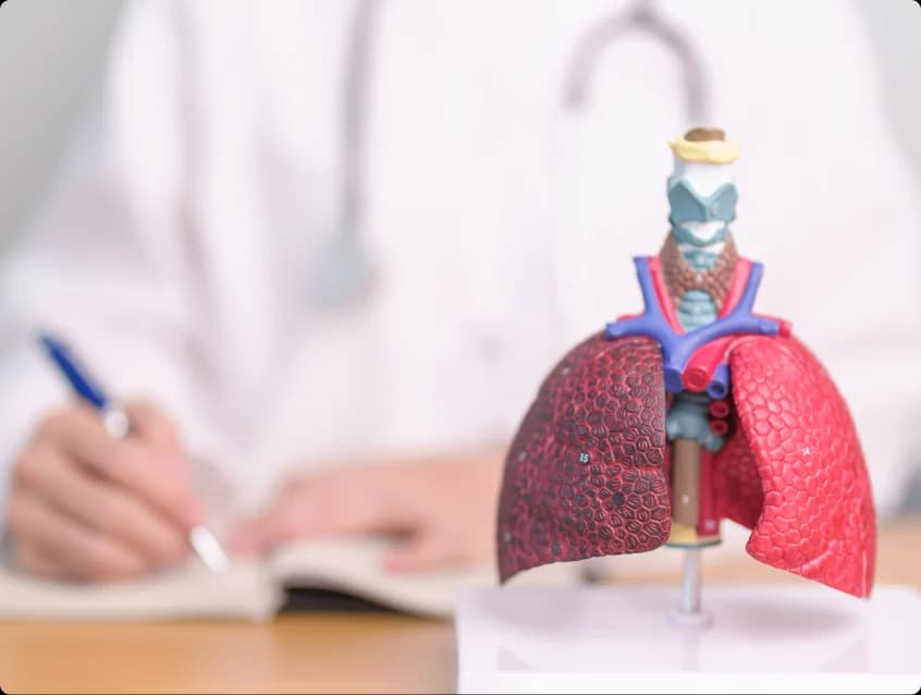 Pulmonologist documenting a claim beside an anatomical model of the lungs